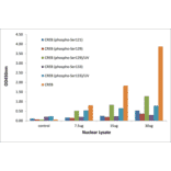 Validation Data - CREB (phospho Ser133) ELISA Kit (TFE-7034) - Antibodies.com