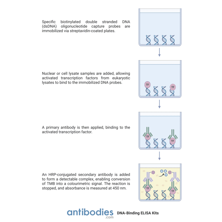 Protocol Illustration - HSF1 (phospho Ser303) ELISA Kit (TFE-7093) - Antibodies.com