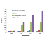 Validation Data - GR (phospho Ser211) ELISA Kit (TFE-7081) - Antibodies.com
