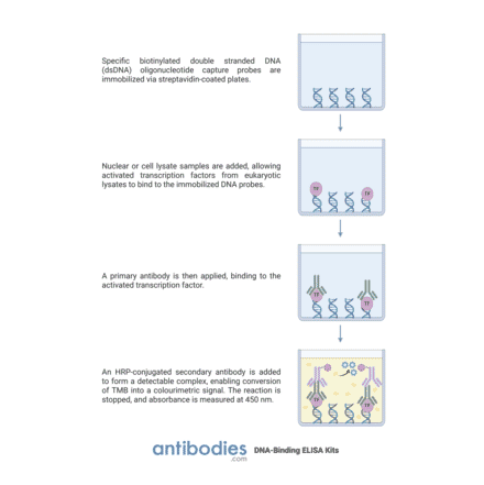 Protocol Illustration - CDX2 ELISA Kit (TFE-7038) - Antibodies.com