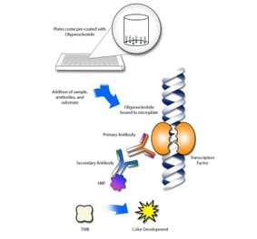 Protocol Illustration - Elk1 ELISA Kit (TFE-7050) - Antibodies.com