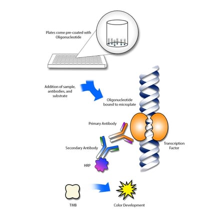 Protocol Illustration - Elk1 ELISA Kit (TFE-7050) - Antibodies.com