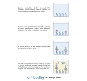 Protocol Illustration - ETV4 ELISA Kit (TFE-7055) - Antibodies.com