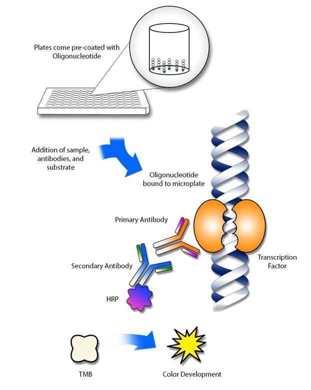 TCF7 ELISA Kit (A104273)