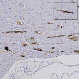 Immunohistochemistry - Anti-NF-L Antibody [1B11] (A104310) - Antibodies.com