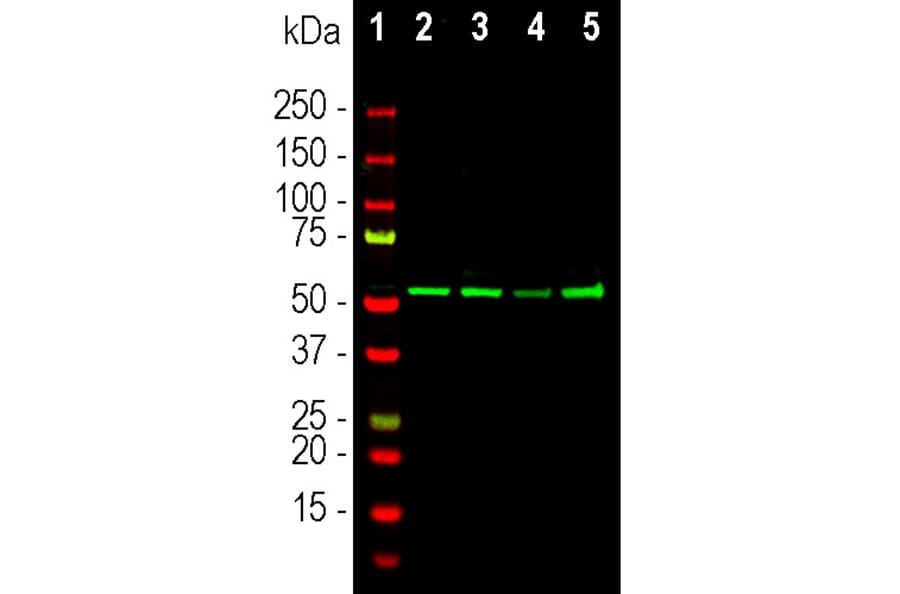 Western Blot - Anti-Vimentin Antibody - Antibodies.com (A104311)