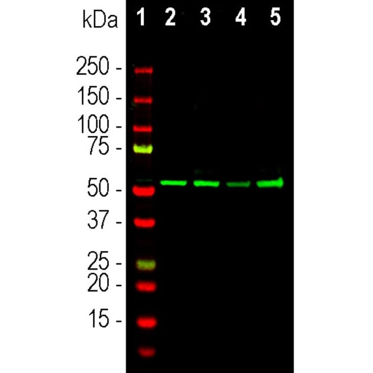 Western Blot - Anti-Vimentin Antibody - Antibodies.com (A104311)