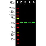 Western Blot - Anti-Vimentin Antibody - Antibodies.com (A104311)