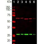 Western Blot - Anti-Calretinin Antibody - Antibodies.com (A104312)