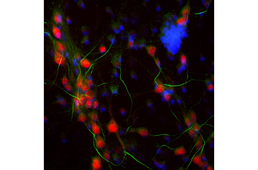 Immunofluorescence - Anti-Ankyrin 3 Antibody (A104313) - Antibodies.com