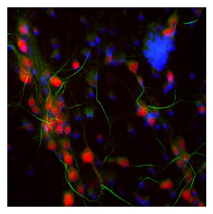 Immunofluorescence - Anti-Ankyrin 3 Antibody (A104313) - Antibodies.com