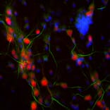 Immunofluorescence - Anti-Ankyrin 3 Antibody (A104313) - Antibodies.com