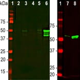 Western Blot - Anti-GFAP Antibody - Antibodies.com (A104314)