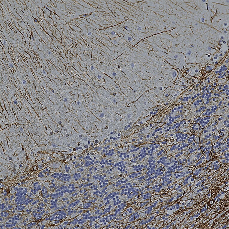 Immunohistochemistry - Anti-GFAP Antibody [2A5] (A104314) - Antibodies.com