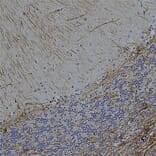 Immunohistochemistry - Anti-GFAP Antibody [2A5] (A104314) - Antibodies.com