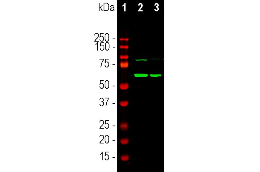 Western Blot - Anti-Tyrosine Hydroxylase Antibody [4H2] (A104315) - Antibodies.com