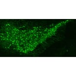 Immunofluorescence - Anti-Tyrosine Hydroxylase Antibody [4H2] (A104315) - Antibodies.com