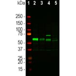 Western Blot - Anti-Tyrosine Hydroxylase Antibody - Antibodies.com (A104316)