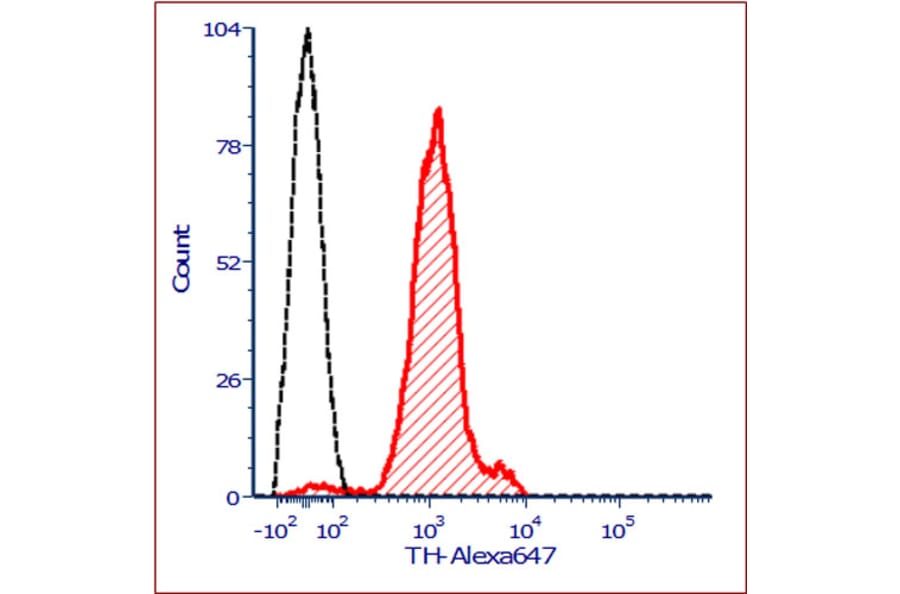 Immunofluorescence - Anti-Tyrosine Hydroxylase Antibody (A104316) - Antibodies.com