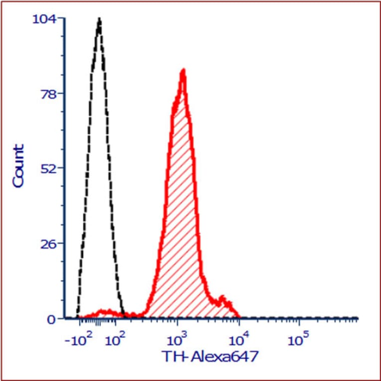 Immunofluorescence - Anti-Tyrosine Hydroxylase Antibody (A104316) - Antibodies.com