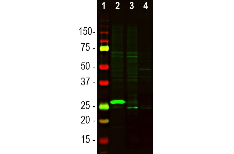 Western Blot - Anti-Secretagogin Antibody (A104317) - Antibodies.com