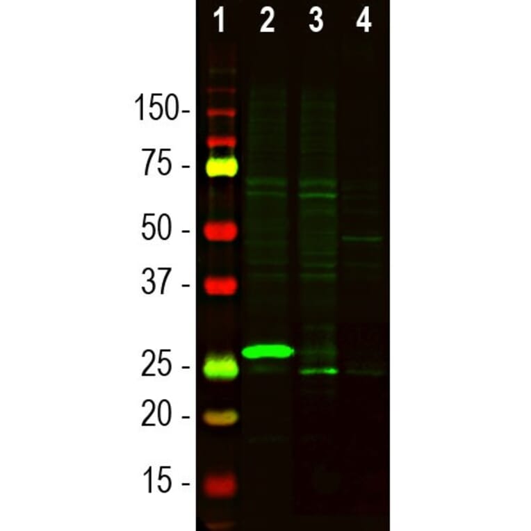 Western Blot - Anti-Secretagogin Antibody (A104317) - Antibodies.com