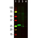 Western Blot - Anti-Secretagogin Antibody (A104317) - Antibodies.com