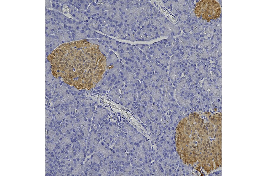 Immunohistochemistry - Anti-Secretagogin Antibody (A104317) - Antibodies.com
