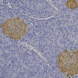 Immunohistochemistry - Anti-Secretagogin Antibody (A104317) - Antibodies.com