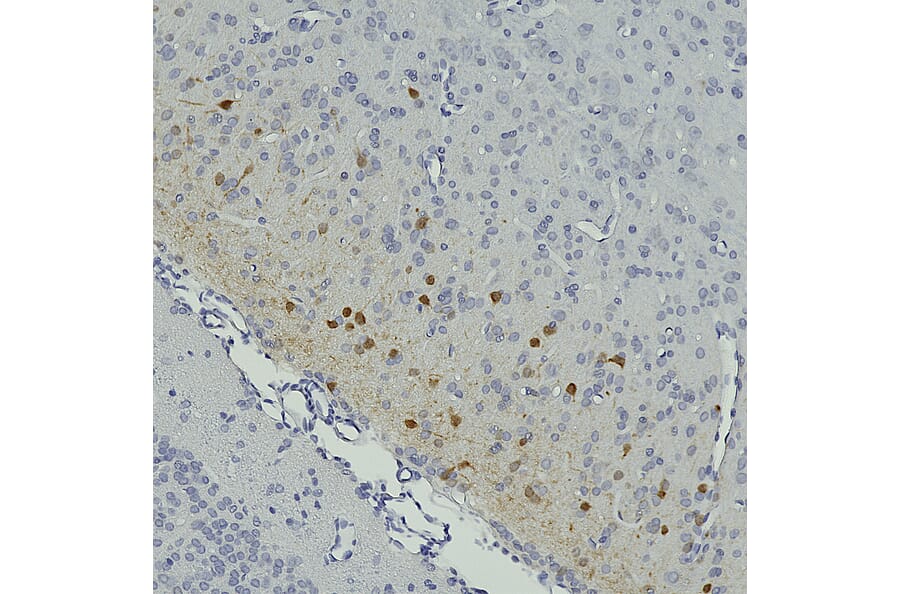 Immunohistochemistry - Anti-Secretagogin Antibody (A104317) - Antibodies.com