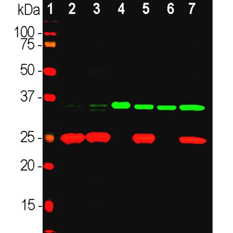 Western Blot - Anti-Fibrillarin Antibody - Antibodies.com (A104318)