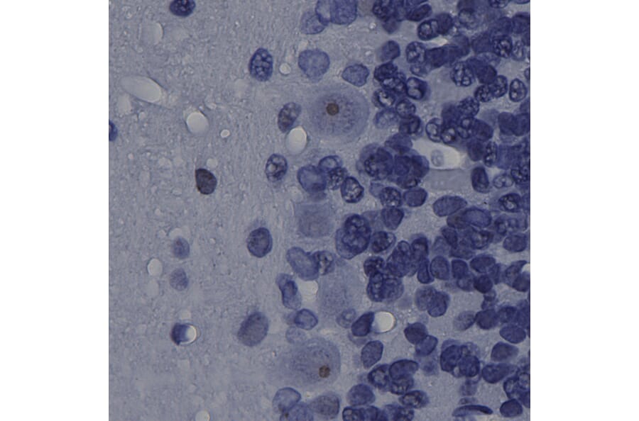 Immunohistochemistry - Anti-Fibrillarin Antibody [4A4] (A104318) - Antibodies.com