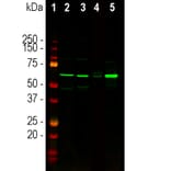 Western Blot - Anti-Tyrosine Hydroxylase Antibody (A104319) - Antibodies.com