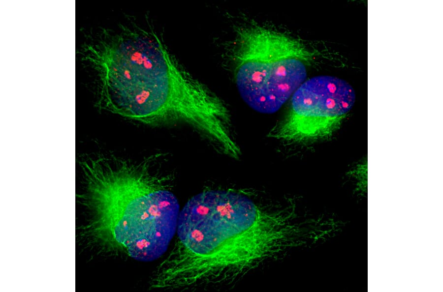Immunofluorescence - Anti-Fibrillarin Antibody (A104320) - Antibodies.com