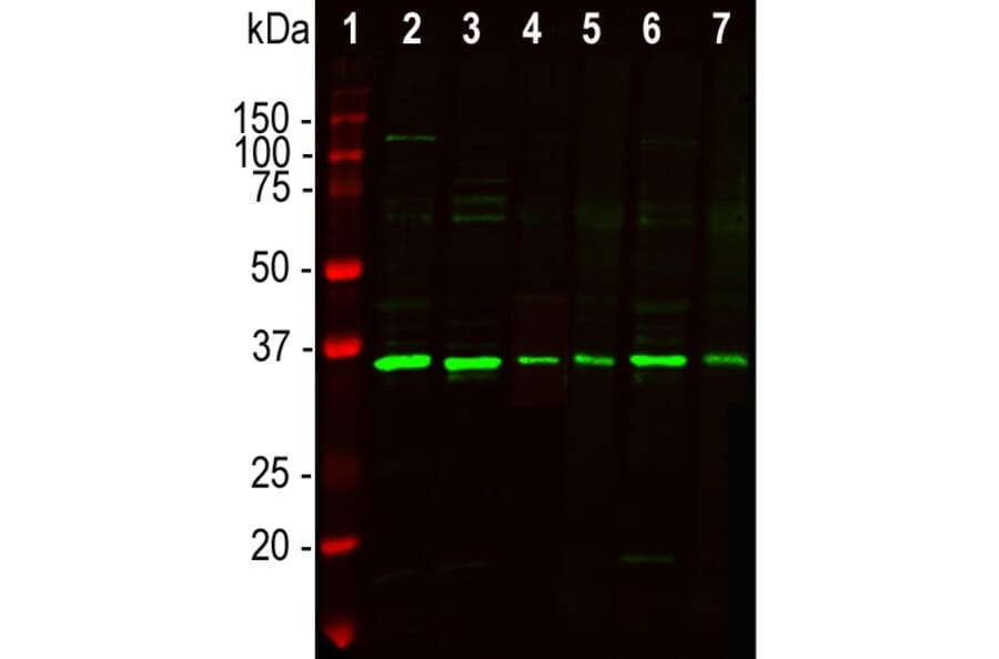 Western Blot - Anti-Fibrillarin Antibody (A104320) - Antibodies.com