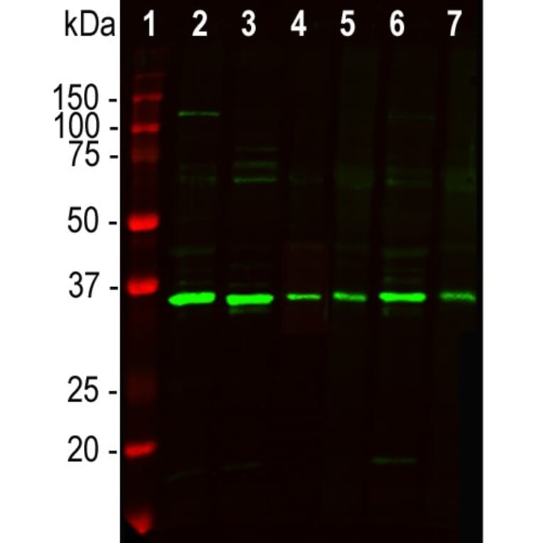 Western Blot - Anti-Fibrillarin Antibody (A104320) - Antibodies.com