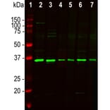 Western Blot - Anti-Fibrillarin Antibody (A104320) - Antibodies.com