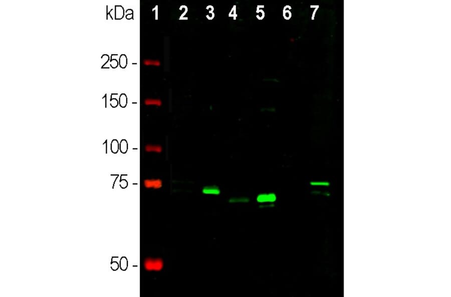 Western Blot - Anti-MeCP2 Antibody (A104322) - Antibodies.com