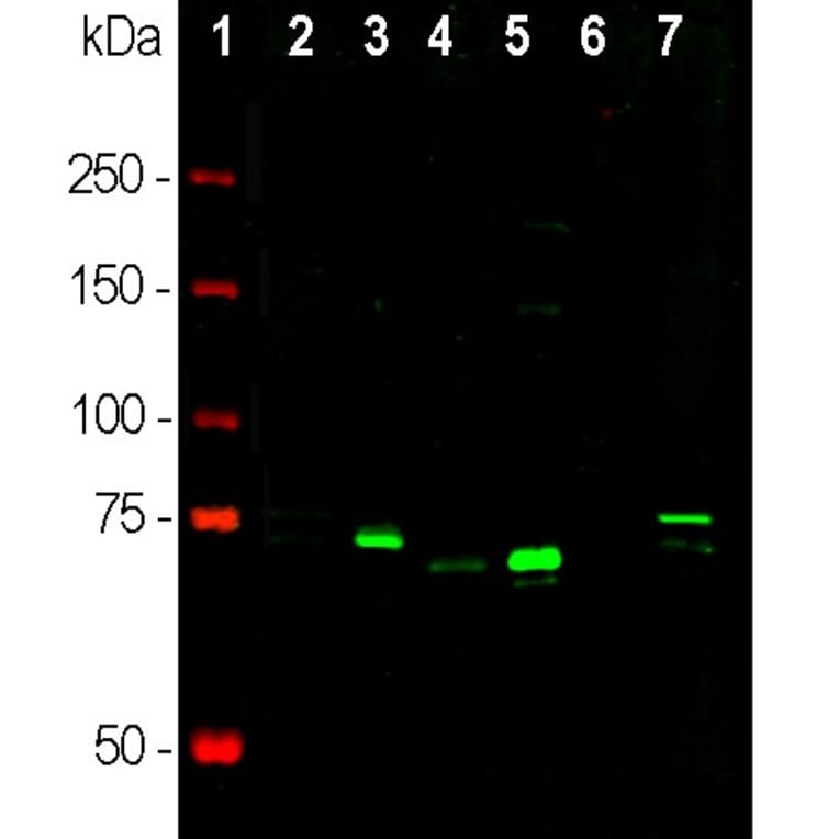Western Blot - Anti-MeCP2 Antibody (A104322) - Antibodies.com
