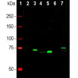 Western Blot - Anti-MeCP2 Antibody (A104322) - Antibodies.com