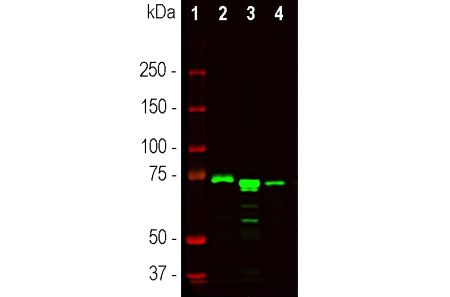 Western Blot - Anti-MeCP2 Antibody [5H12] (A104323) - Antibodies.com