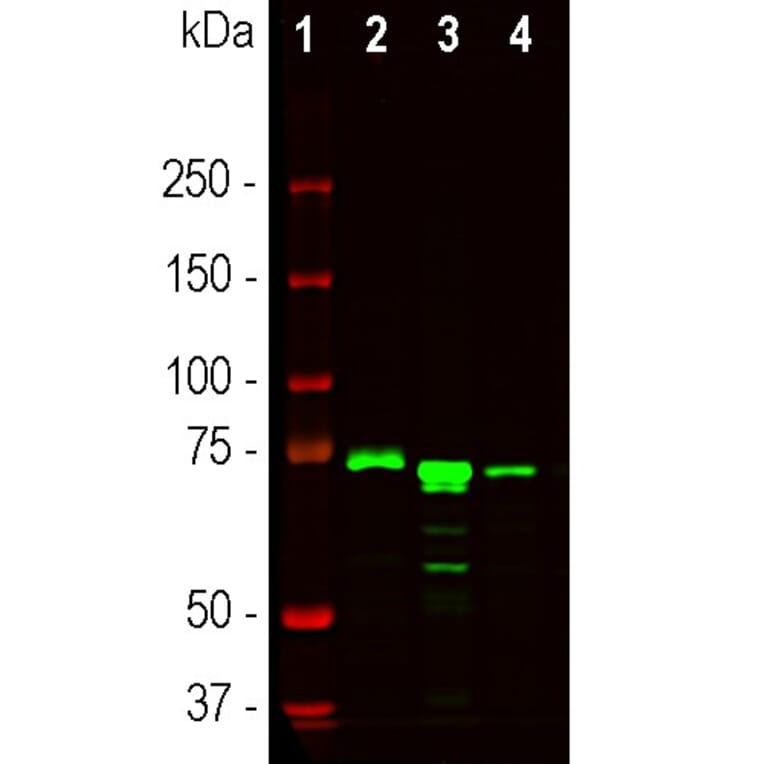 Western Blot - Anti-MeCP2 Antibody - Antibodies.com (A104323)