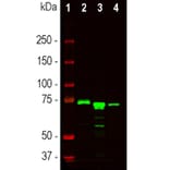 Western Blot - Anti-MeCP2 Antibody - Antibodies.com (A104323)