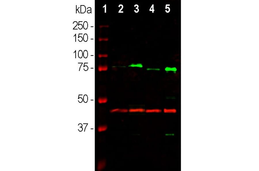 Western Blot - Anti-MeCP2 Antibody [4F11] (A104324) - Antibodies.com
