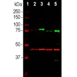 Western Blot - Anti-MeCP2 Antibody [4F11] (A104324) - Antibodies.com