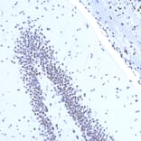 Immunohistochemistry - Anti-MeCP2 Antibody [4F11] (A104324) - Antibodies.com