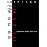 Western Blot - Anti-Calretinin Antibody (A104325) - Antibodies.com