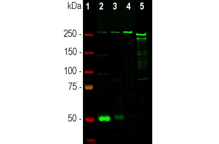Western Blot - Anti-Nestin Antibody (A104326) - Antibodies.com