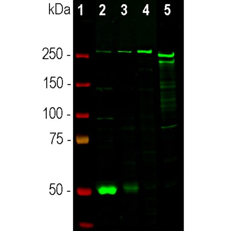 Western Blot - Anti-Nestin Antibody (A104326) - Antibodies.com