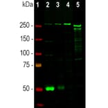 Western Blot - Anti-Nestin Antibody (A104326) - Antibodies.com